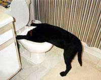 go on, show us how good the marrowbone jelly really is!